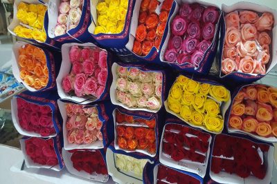 Cvjećare Budva, Nikšić, Kotor - Veleprodaja cvijeća i repromaterijala